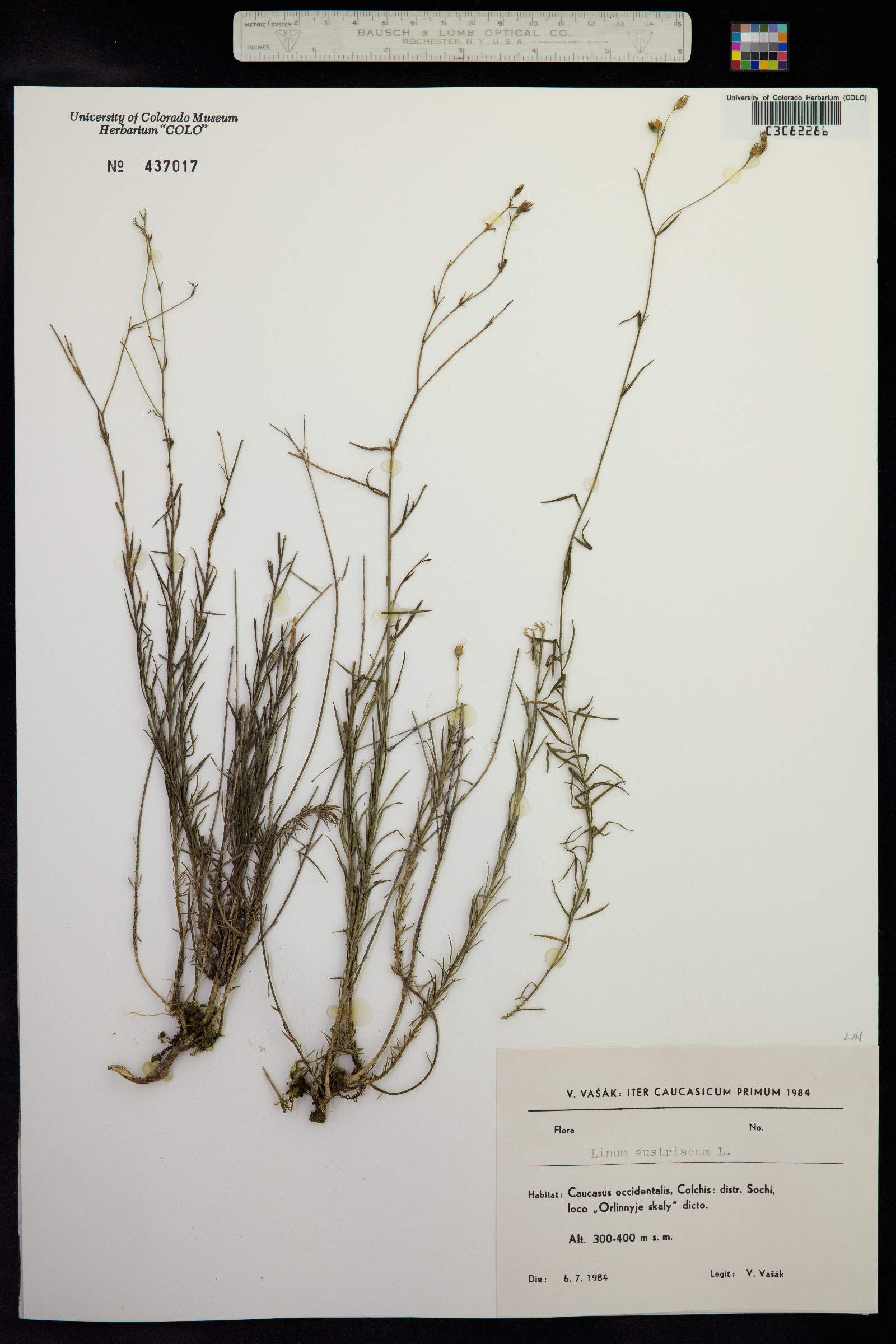 Linum austriacum image