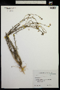 Linum austriacum image