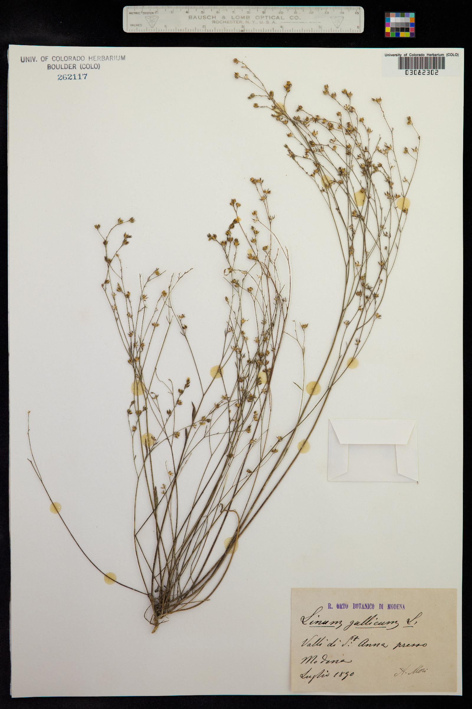 Linum trigynum image
