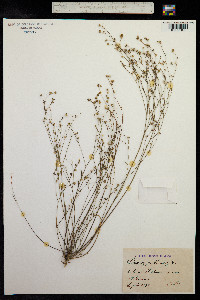 Linum trigynum image