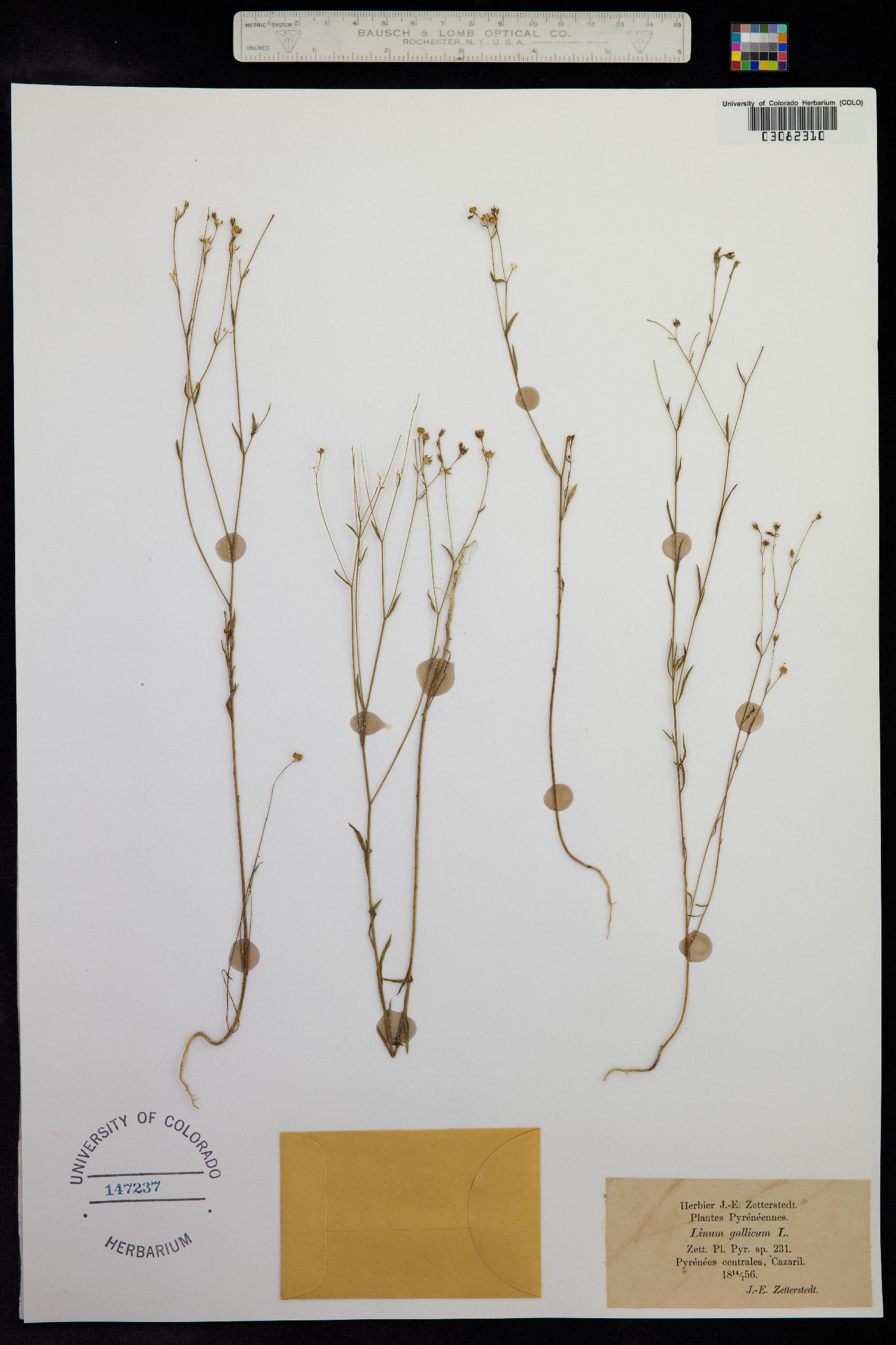 Linum trigynum image