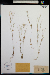 Linum trigynum image