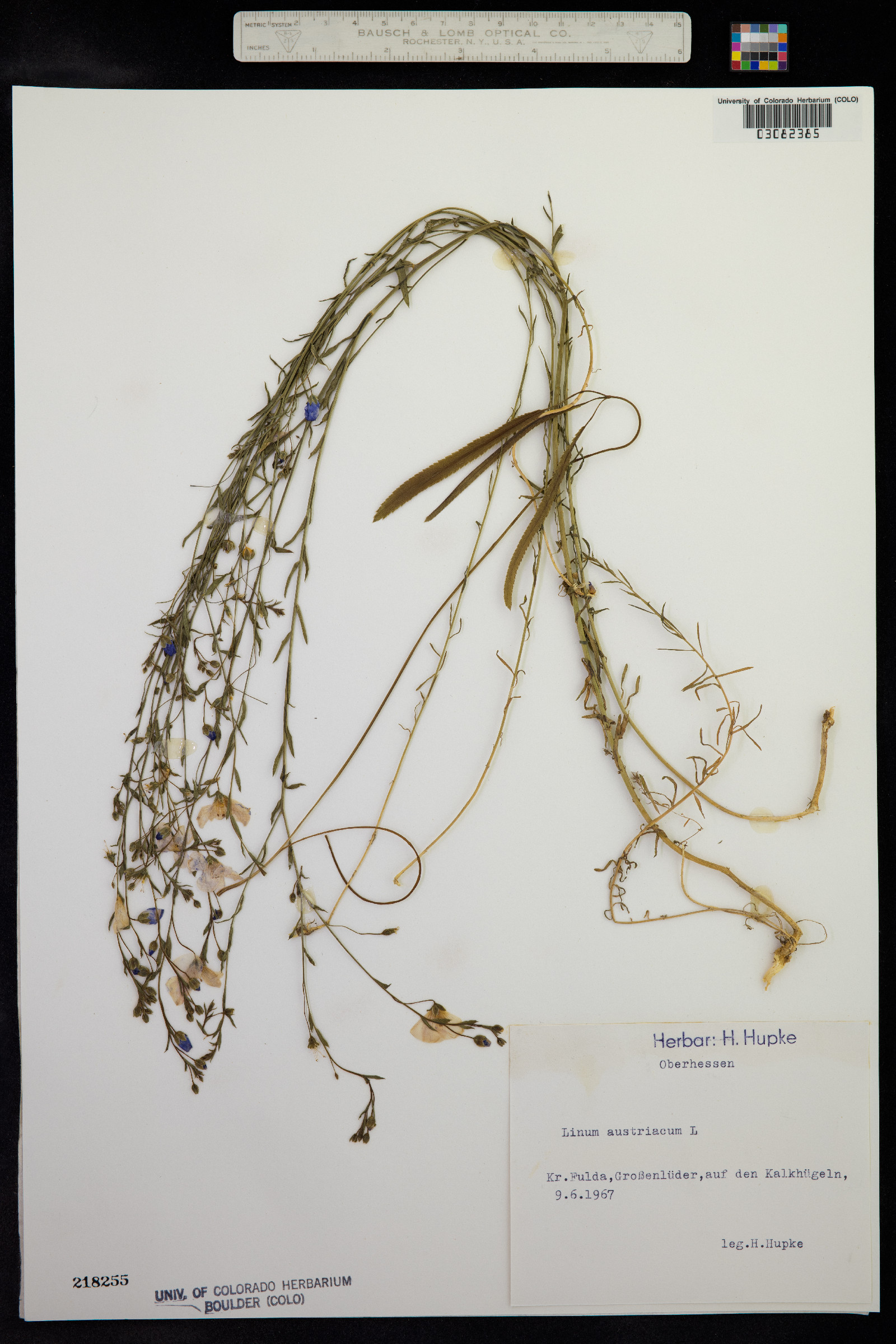 Linum austriacum image