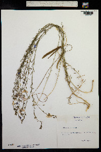 Linum austriacum image