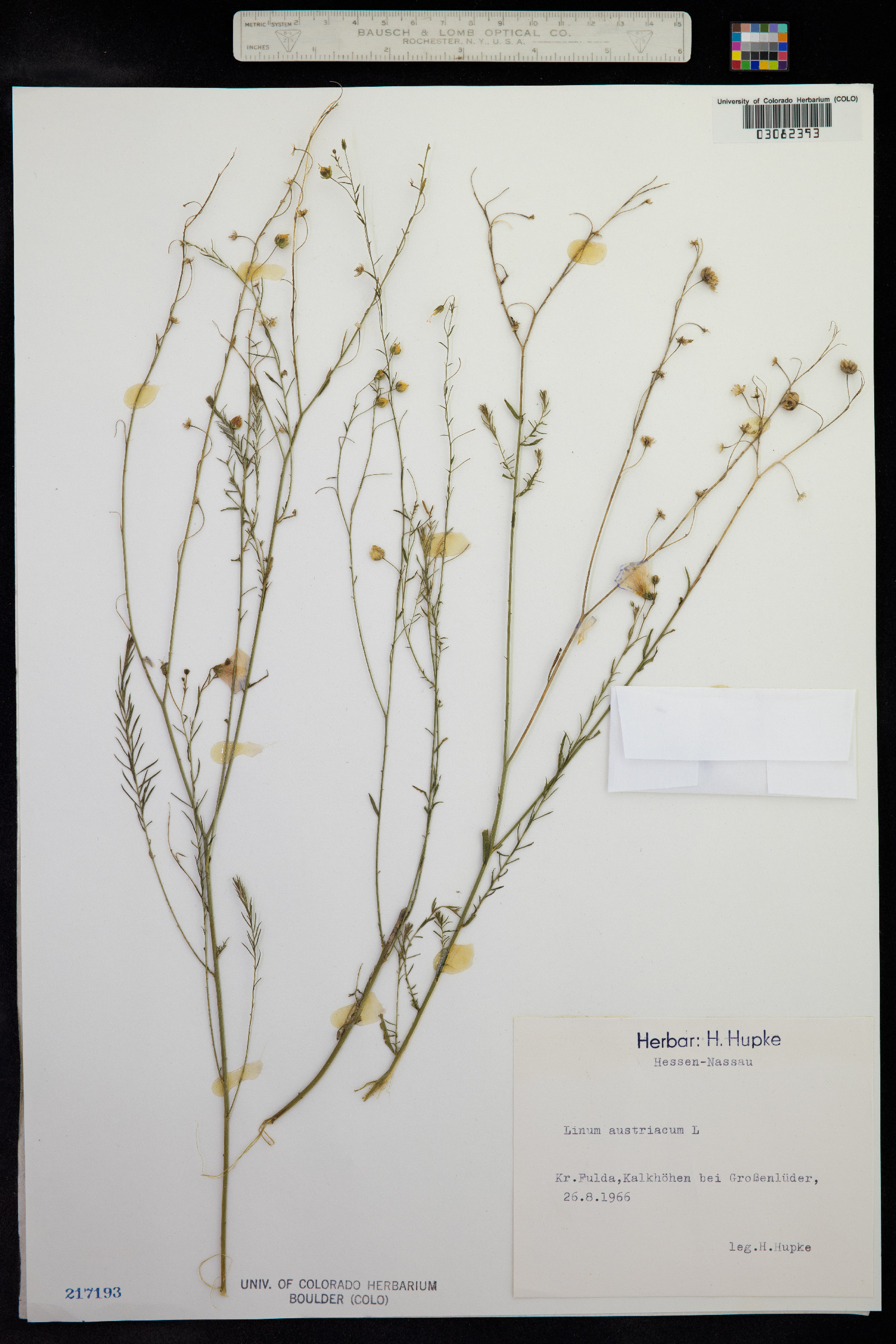 Linum austriacum image