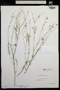 Linum austriacum image