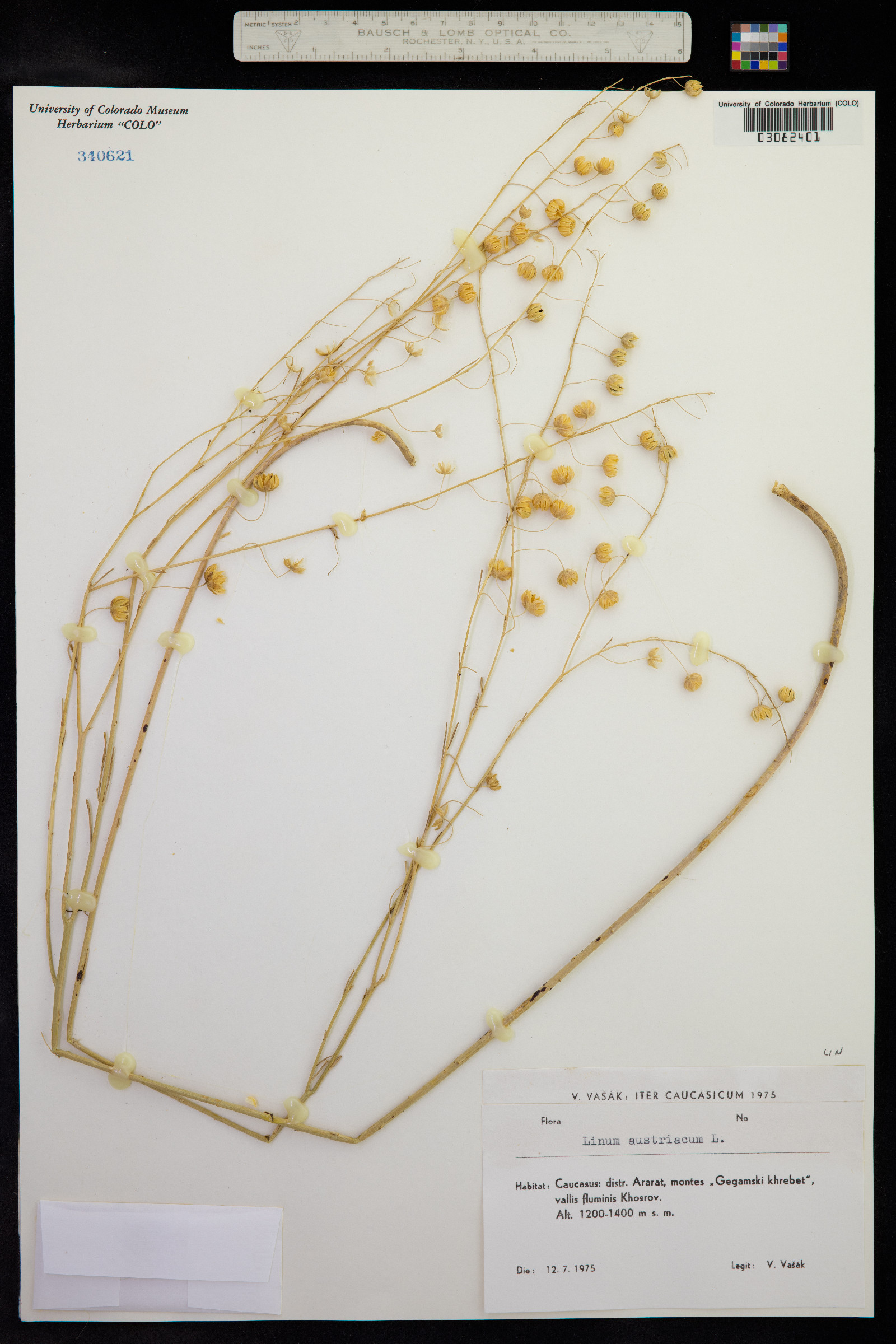 Linum austriacum image