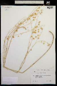 Linum austriacum image