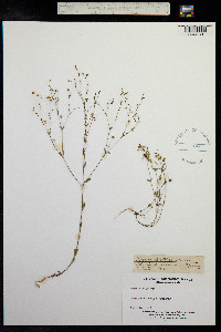 Linum catharticum image