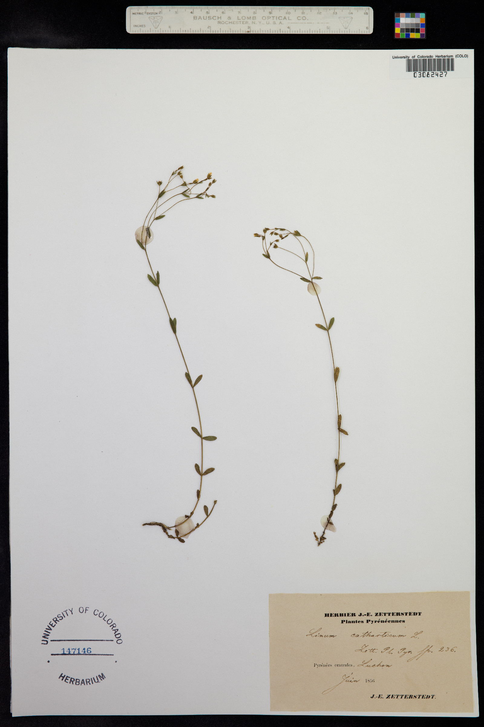 Linum catharticum image