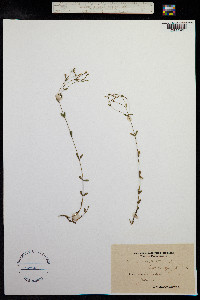 Linum catharticum image