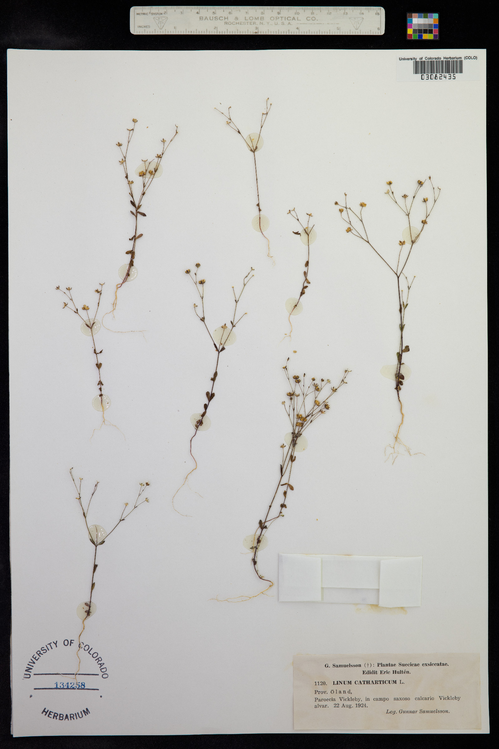 Linum catharticum image