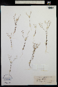Linum catharticum image