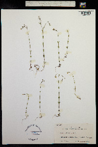 Linum catharticum image