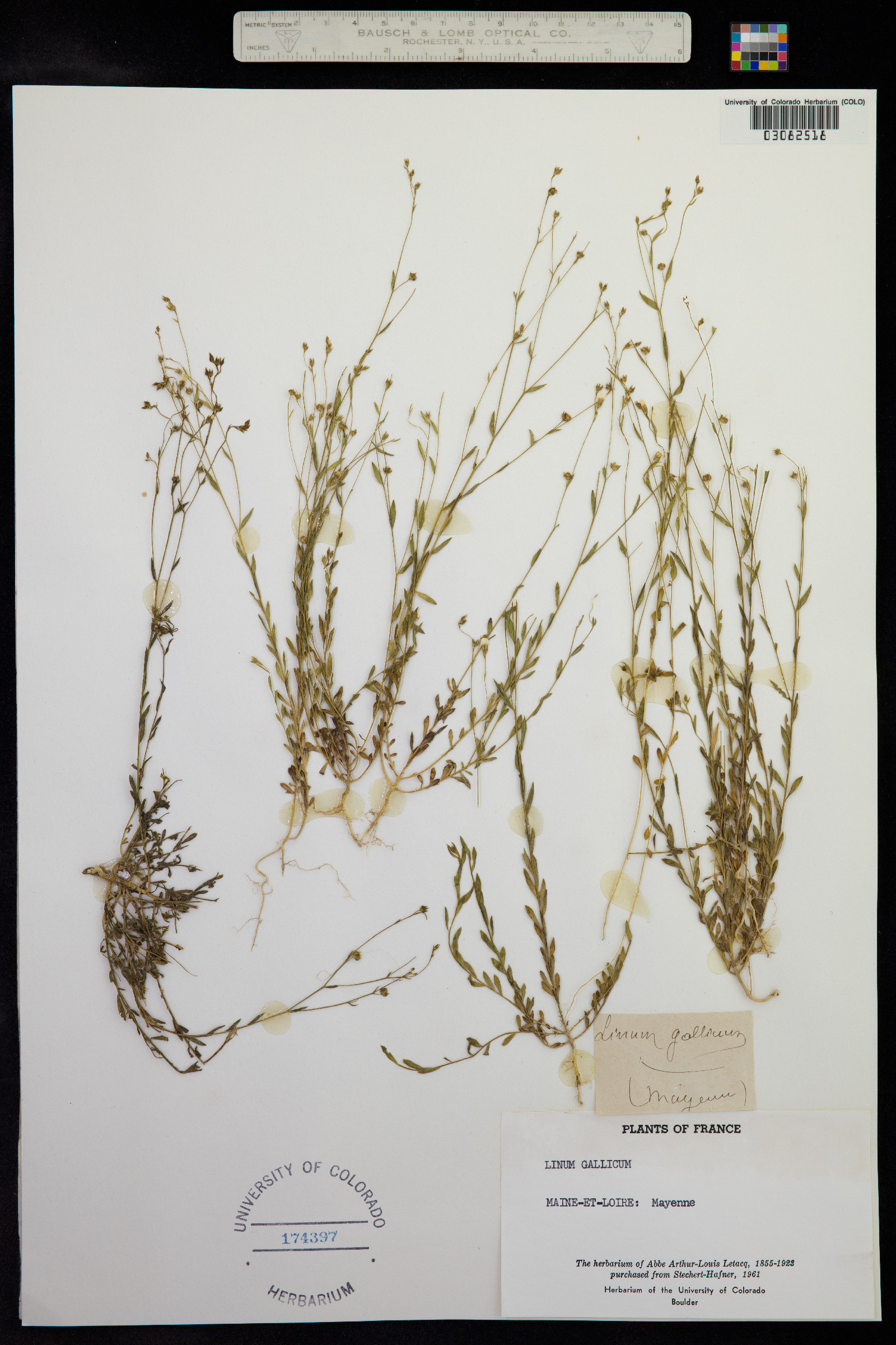 Linum trigynum image