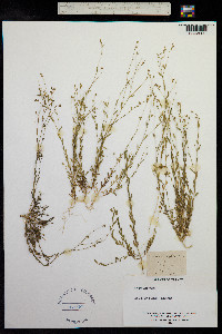 Linum trigynum image