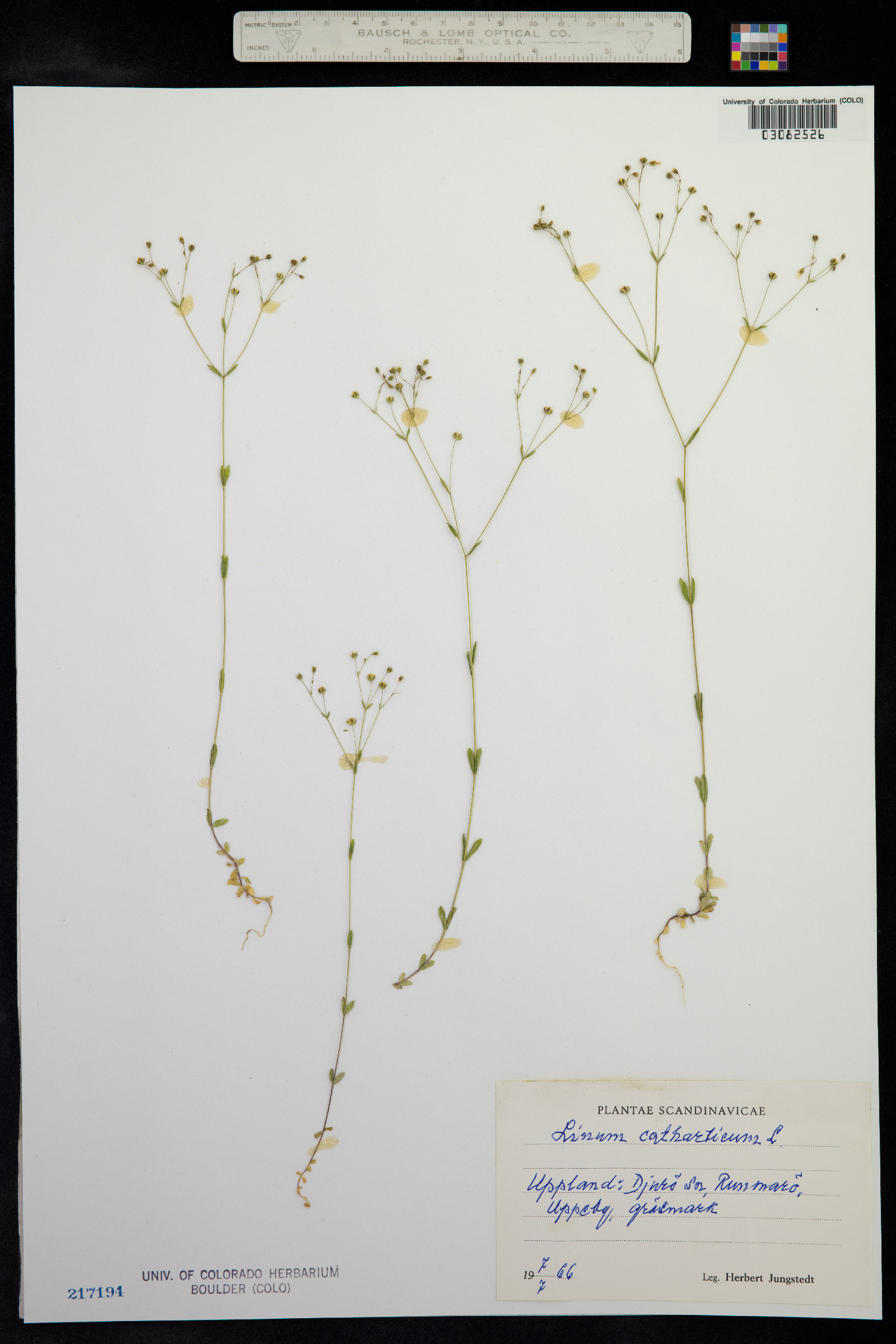 Linum catharticum image