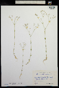 Linum catharticum image