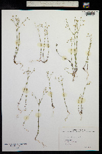 Linum catharticum image
