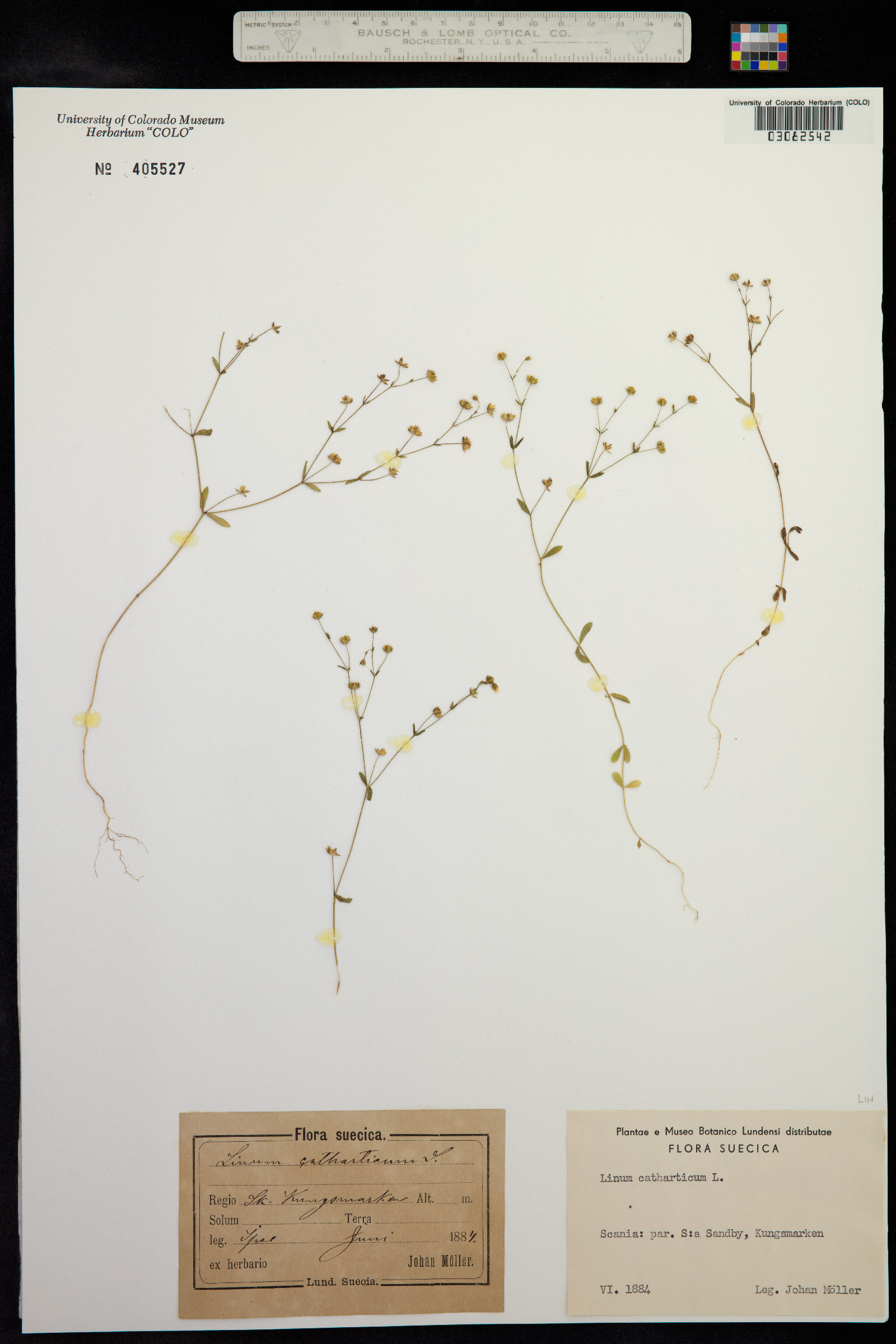 Linum catharticum image