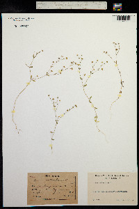 Linum catharticum image