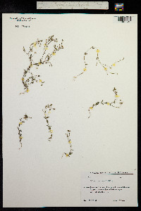 Linum catharticum image