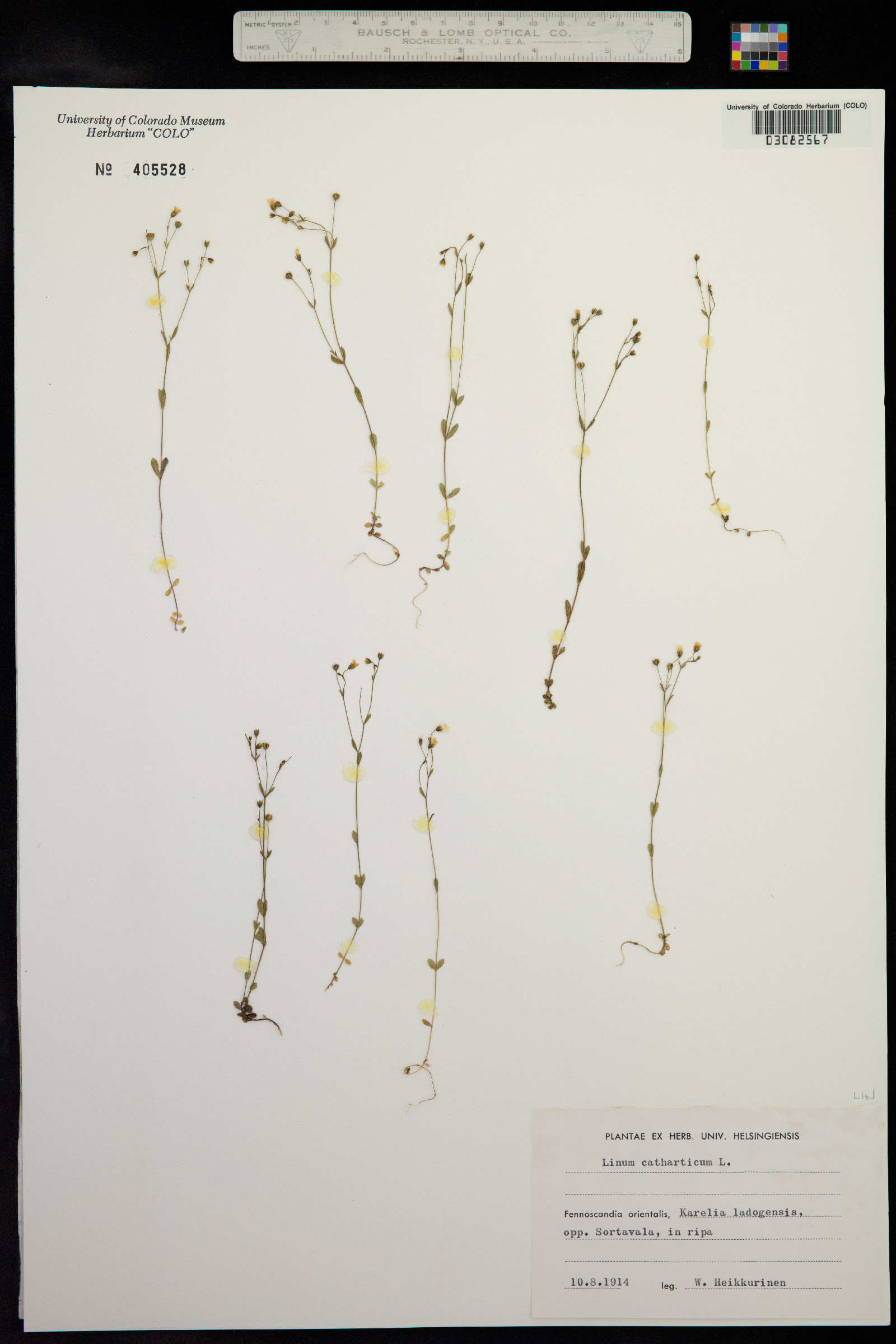 Linum catharticum image