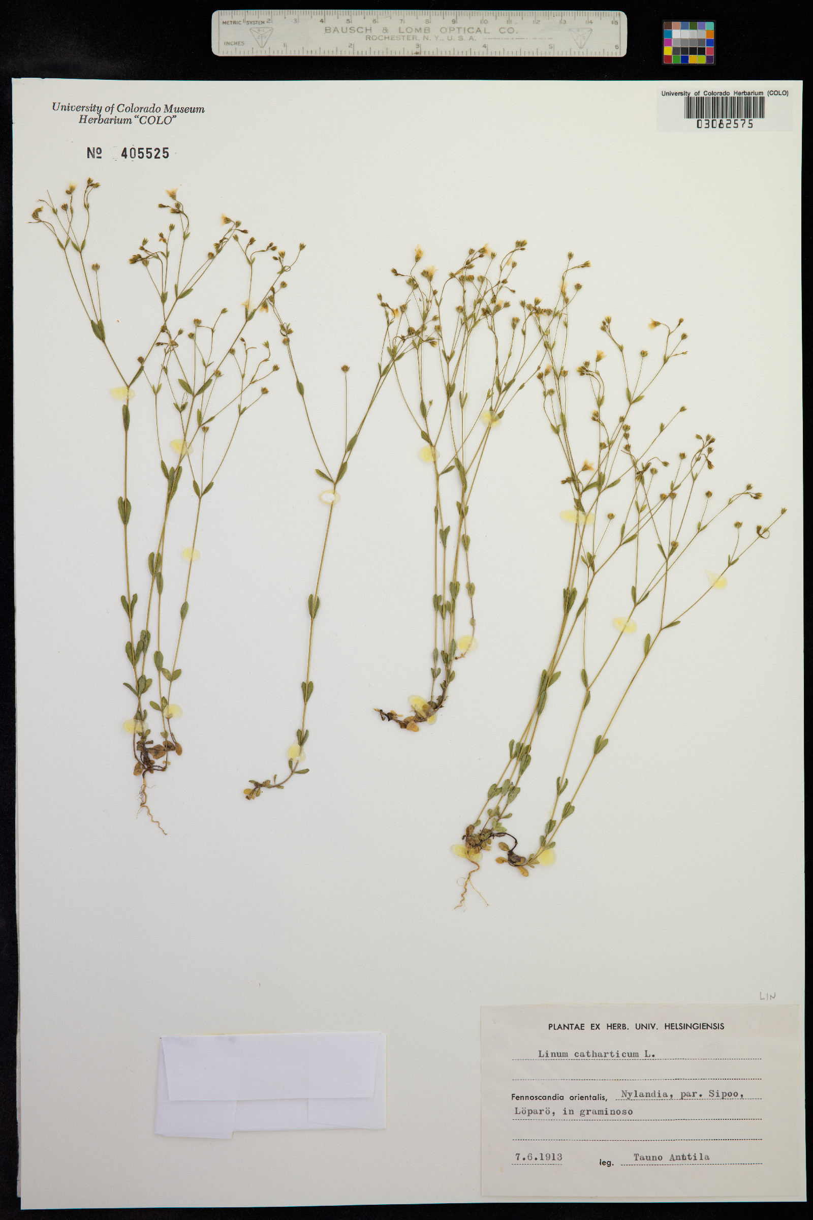 Linum catharticum image