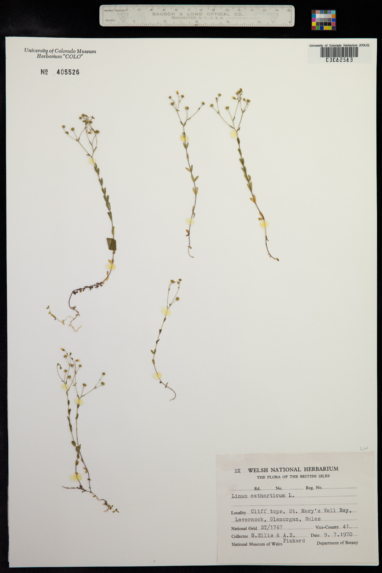 Linum catharticum image