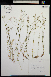 Linum catharticum image
