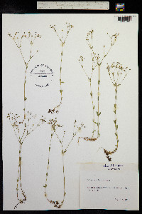 Linum catharticum image