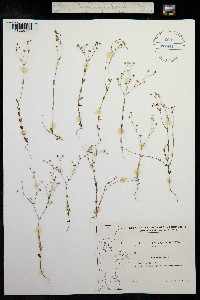 Linum catharticum image