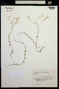 Linum catharticum image