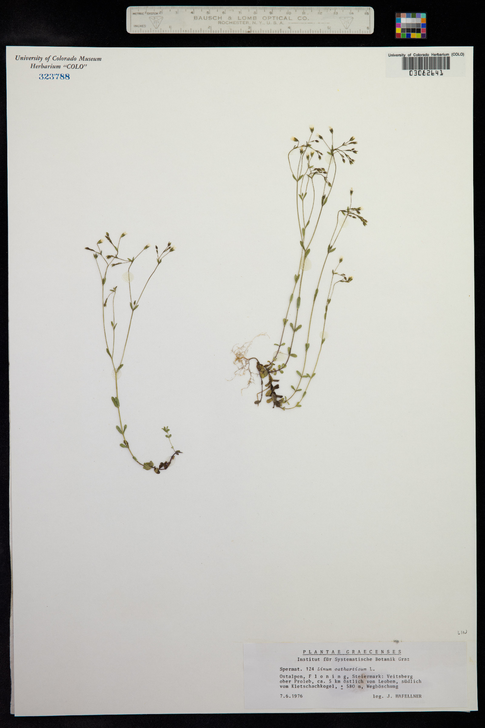 Linum catharticum image
