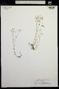Linum catharticum image