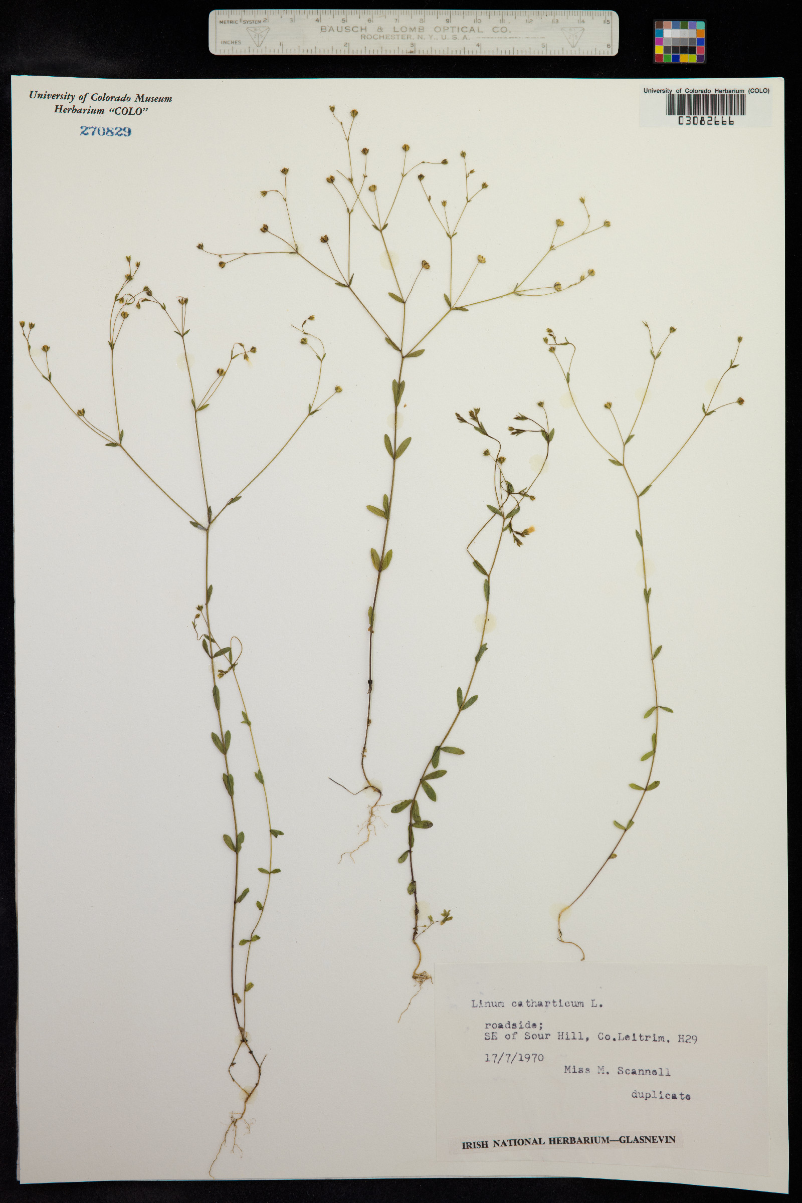 Linum catharticum image