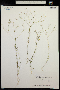 Linum catharticum image