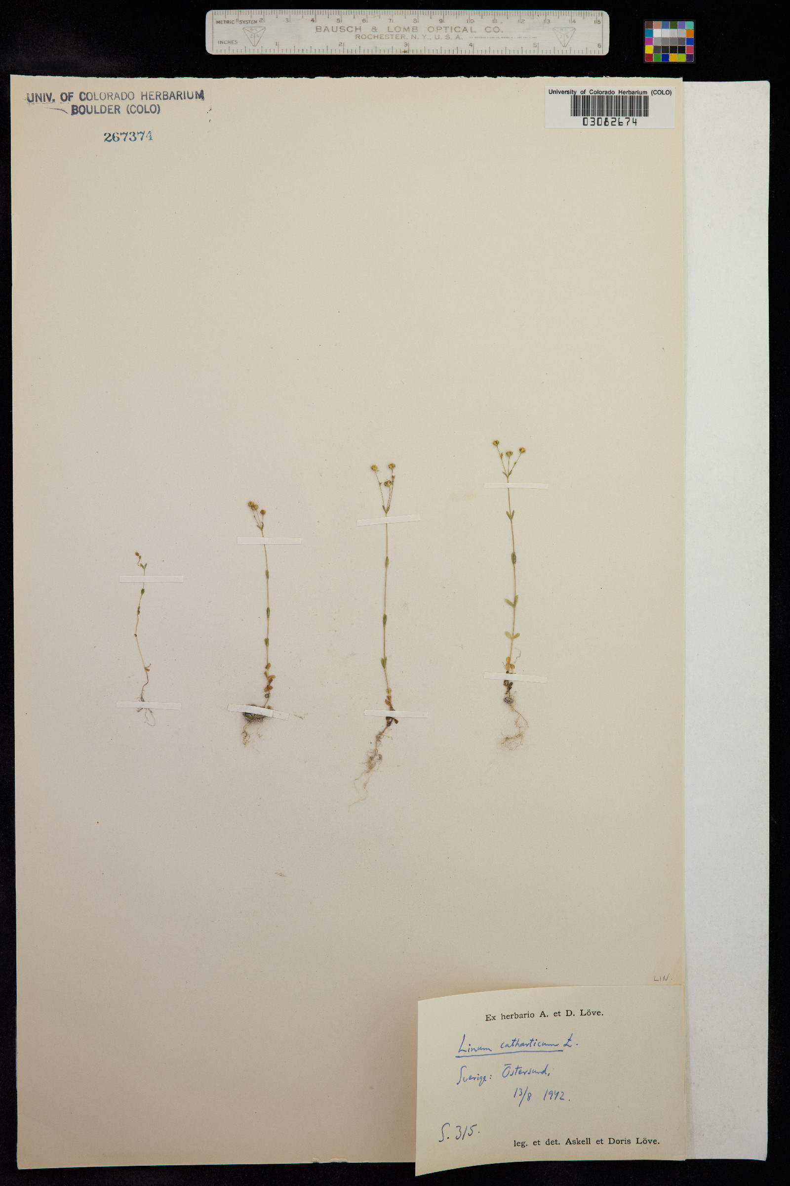 Linum catharticum image