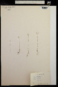 Linum catharticum image