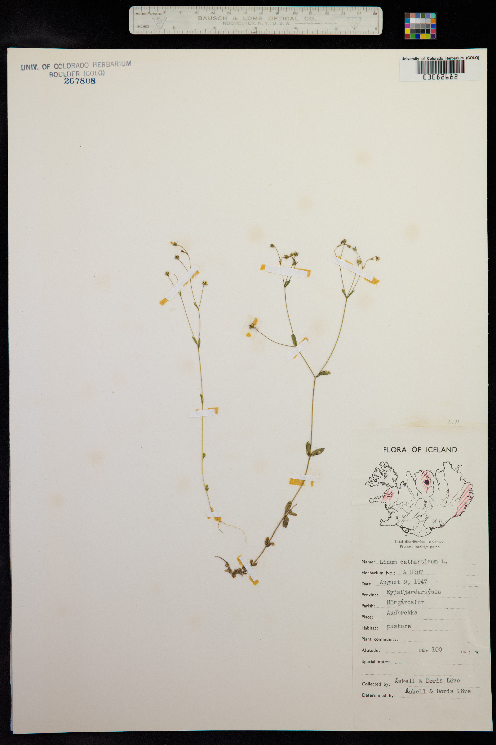 Linum catharticum image