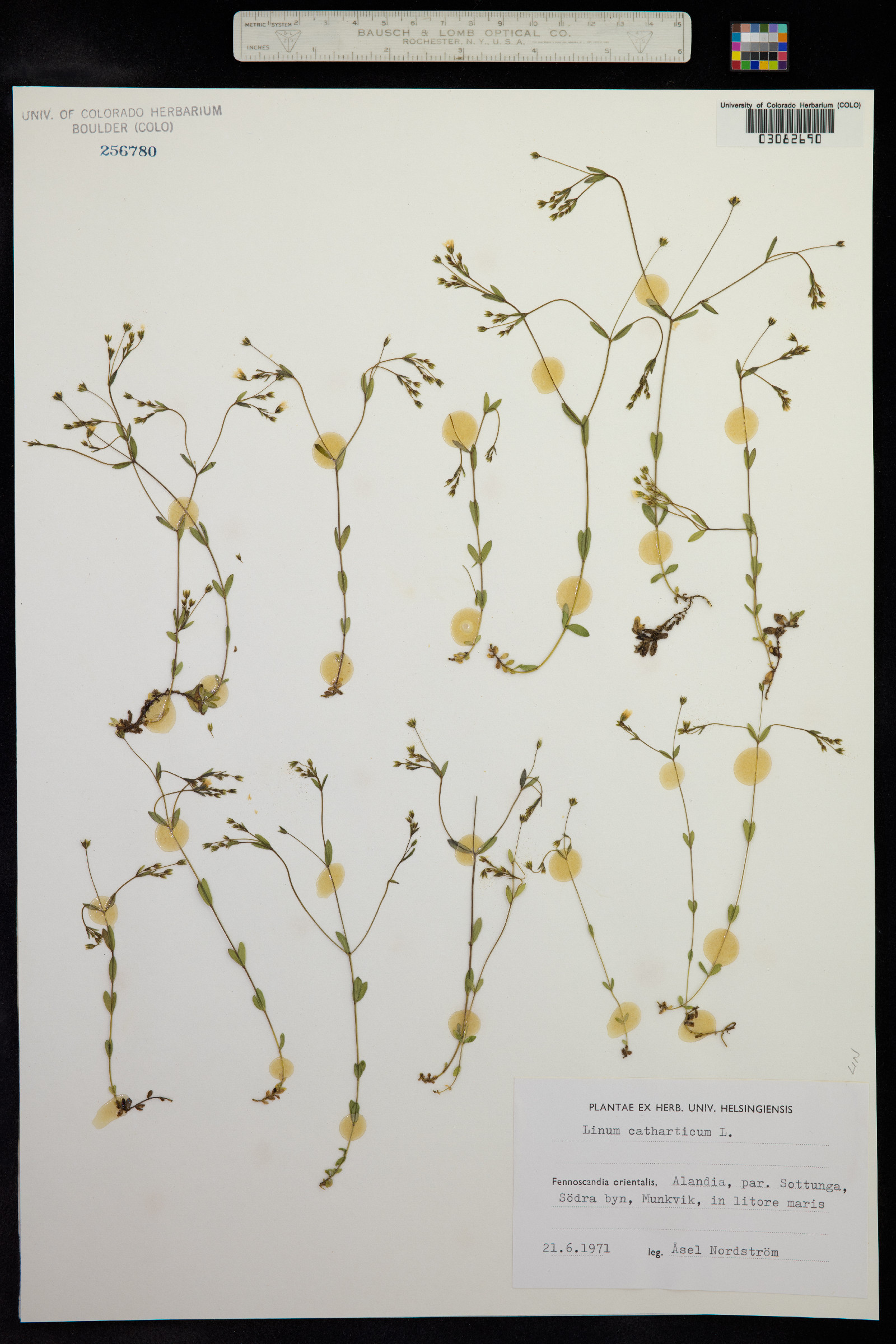 Linum catharticum image