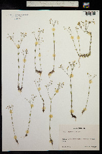 Linum catharticum image