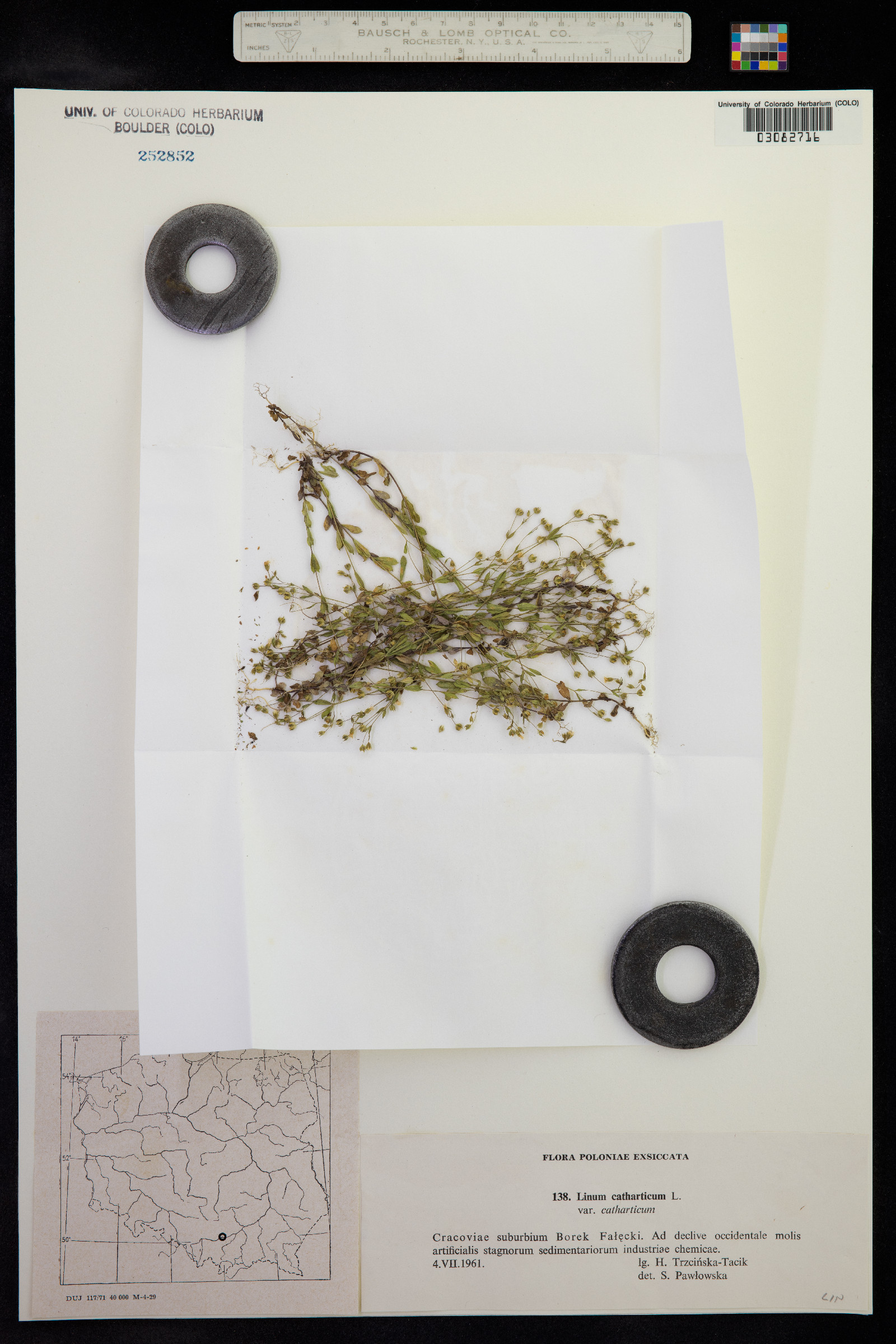 Linum catharticum image