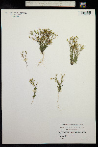 Linum catharticum image