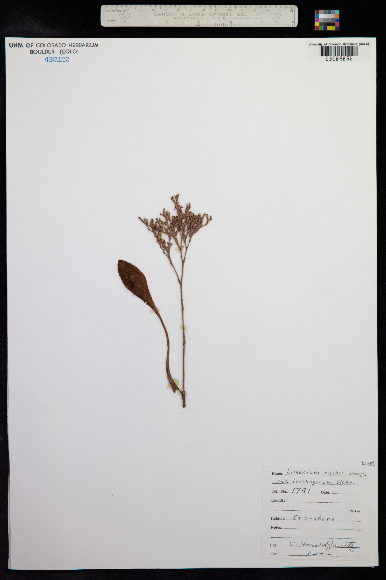Limonium carolinianum image