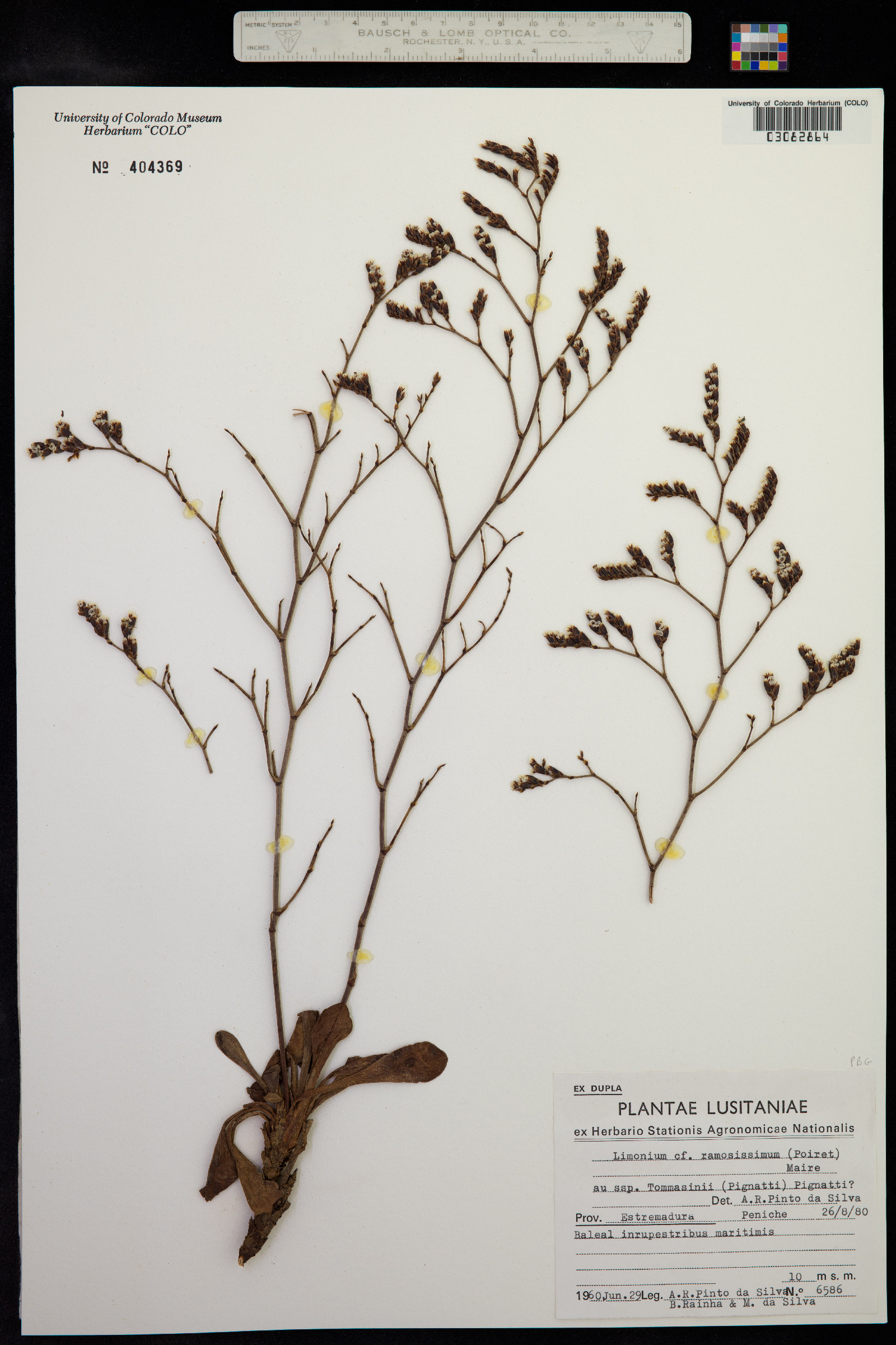 Limonium ramosissimum image