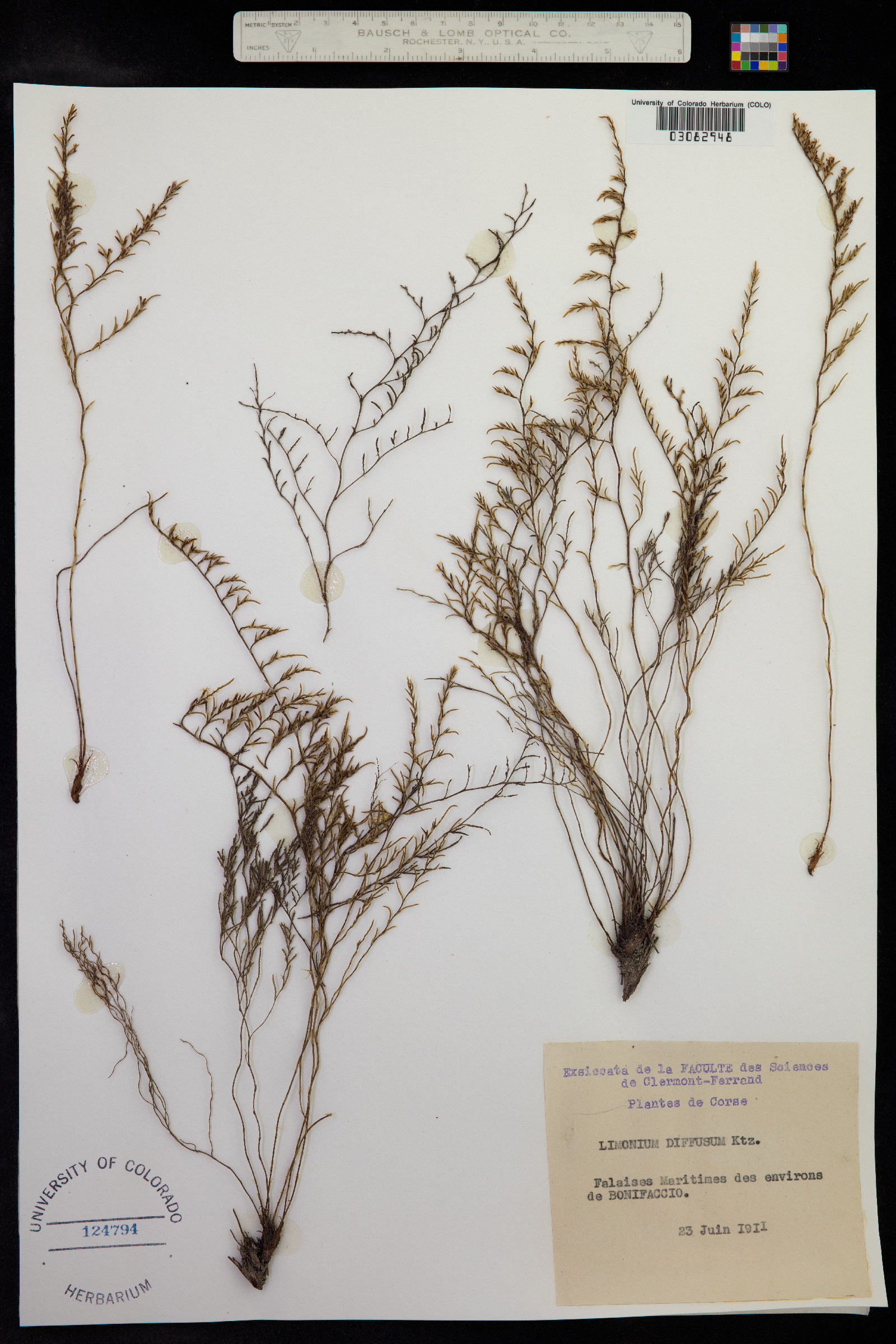 Myriolimon diffusum image