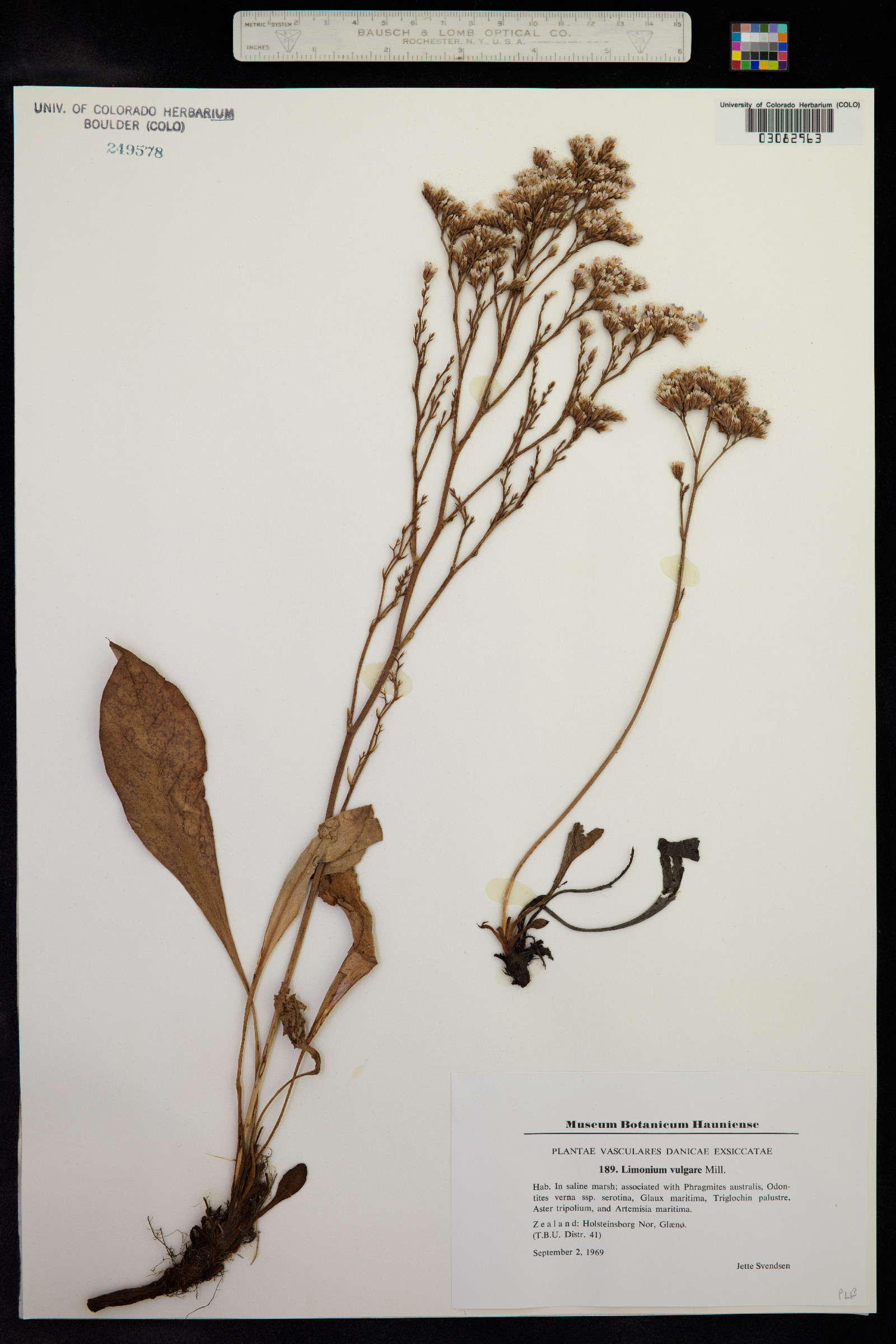 Limonium vulgare image