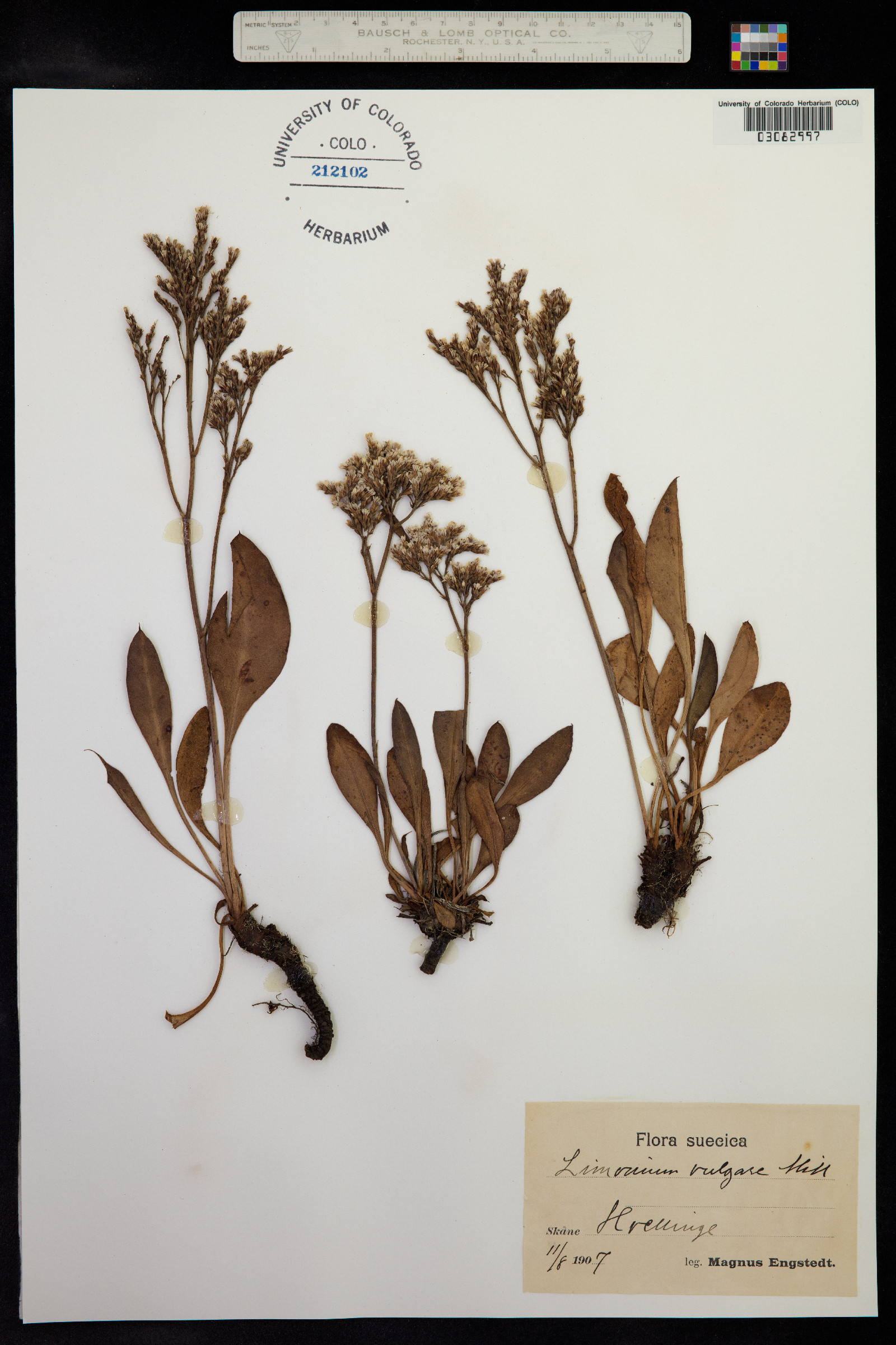 Limonium vulgare image
