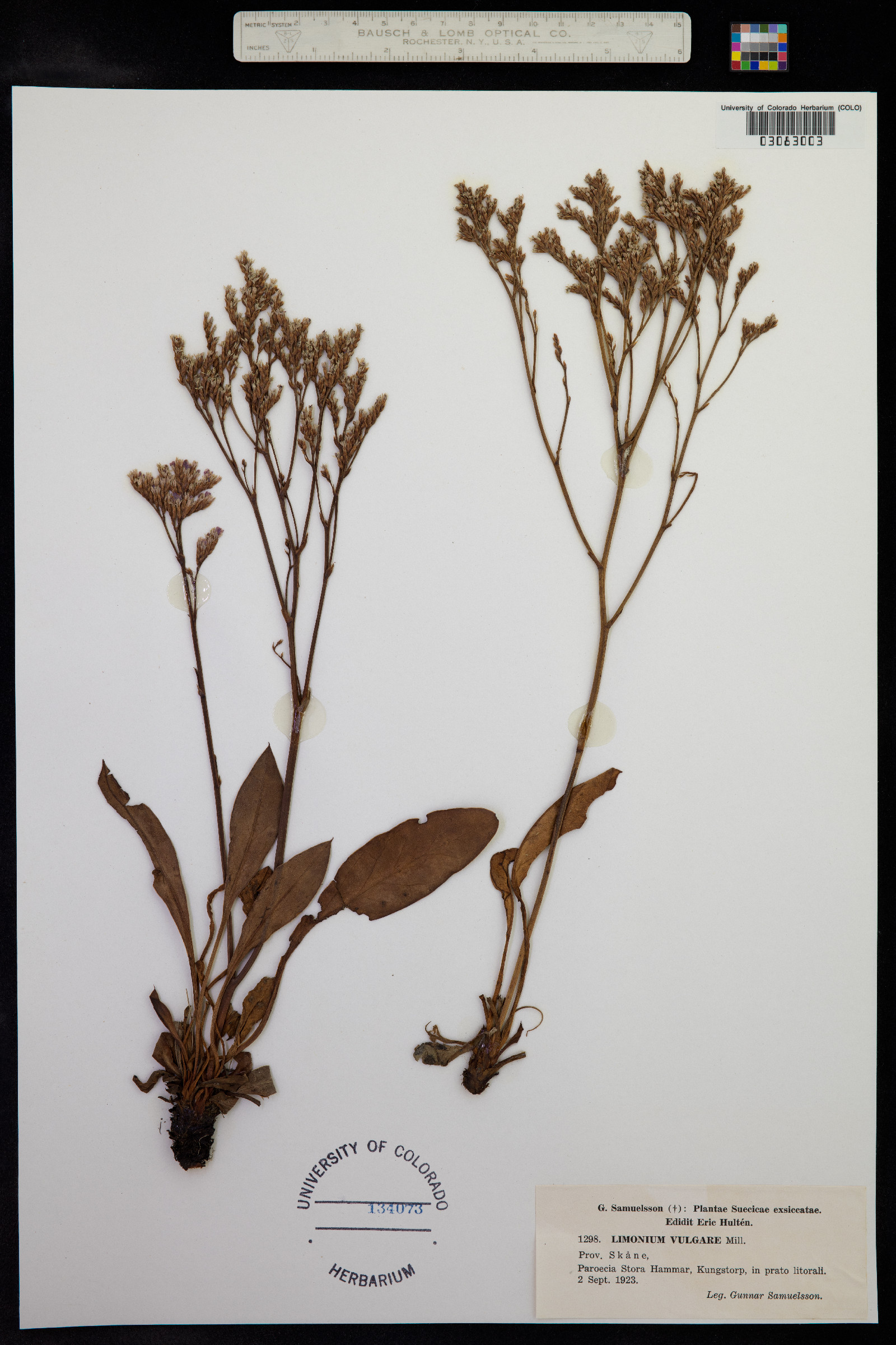 Limonium vulgare image